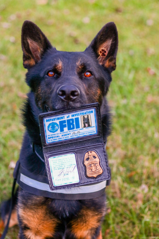 2woofs-1meow:  Excuse me, ma’am, I’m Agent Pup Pup from the FBI – Federal Ball Investigations – I’m sure you’ve heard of us..