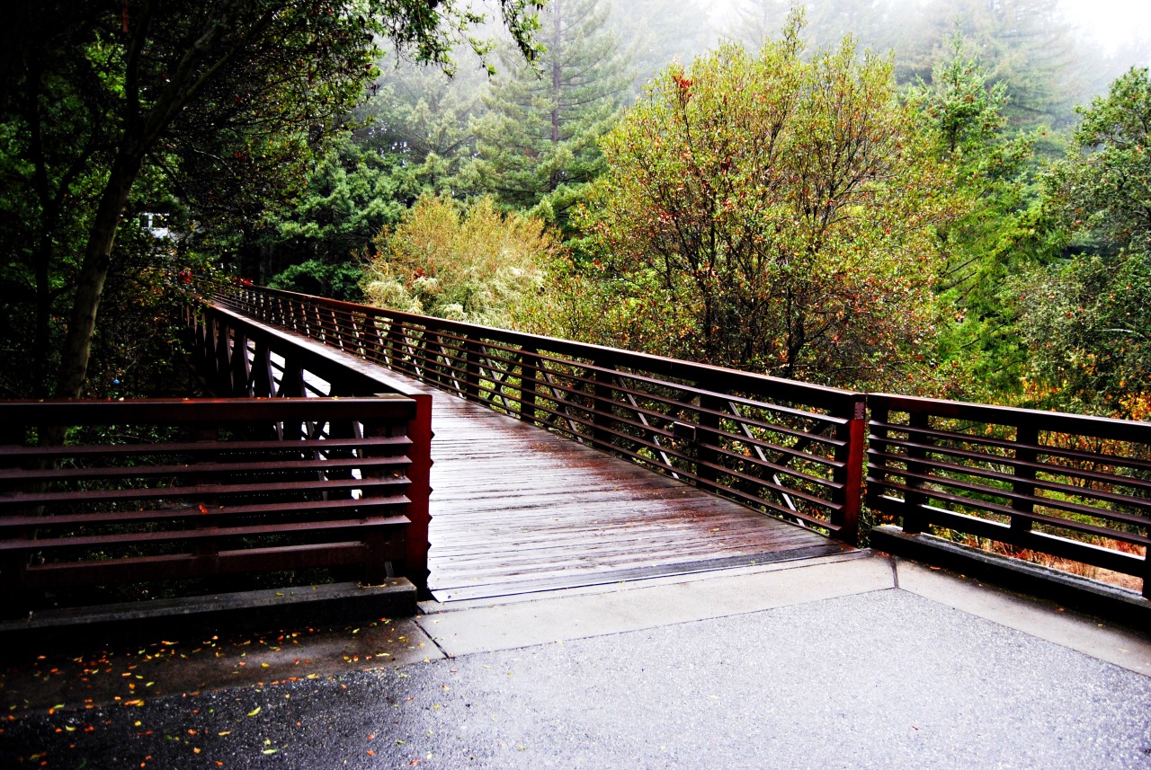 soundismusic:  rainy day