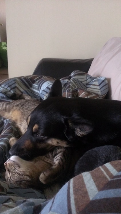 indigo and his cuddle buddy Kira. &lt;3 submitted by carissa