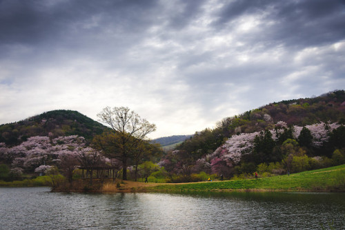 Springtime at Yongbiji Reservoir, Seosan.