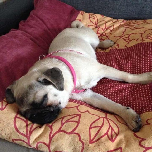 Awesome Pugs