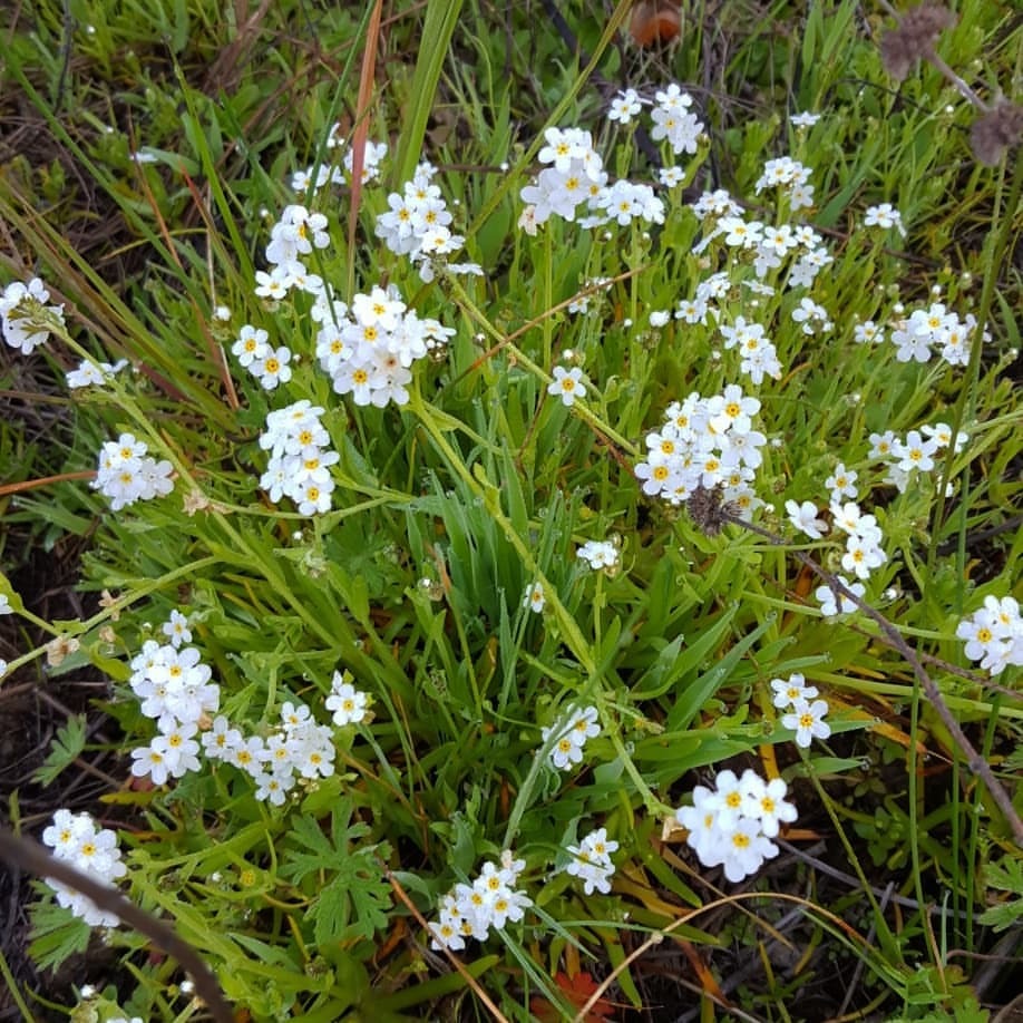 Choris’ popcorn flower (Plagiobothrys chorisianus var. chorisianus, Boraginaceae) in San Mateo County, CA. This is a 1B.2 California Native Plant Society ranked taxa, which means it is fairly endangered in California. I caught it at just the right...