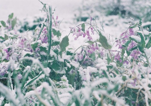 azusaphoto:桜隠しの日　①この日、初めて『桜隠し』という言葉を知った美しく、儚くそして、隠すという言葉が少し不安を呼ぶようなそんな季語緊急非常事態宣言が出た週末じゃんじゃん雪が降っている朝、