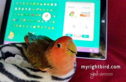 lookatthisbabybird: birdhism: Cody says, “Please visit myrightbird.com, take the fun bird quiz