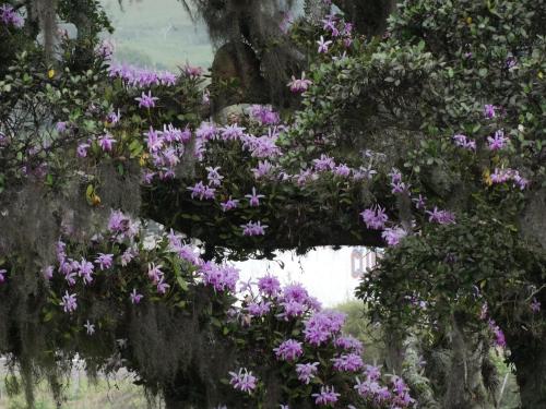 orquidofilia:Cattleya intermedia on a Ficus tree.By Eduardo Luis Masiero.