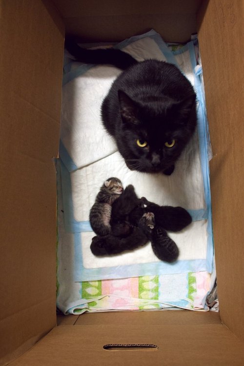 awwww-cute:  Look what I made, assface. (Source: http://ift.tt/1XlZX1v)