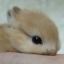 pupisitawwwsblog