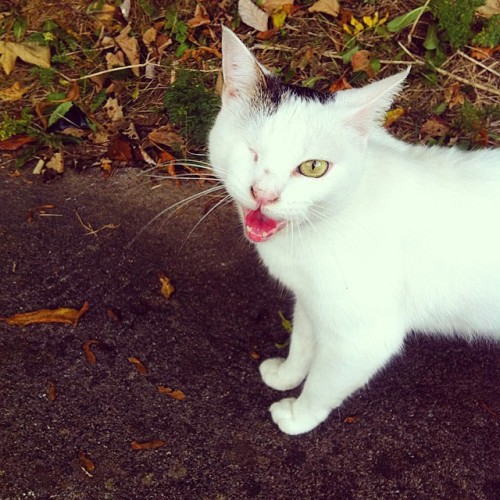 butterybiscuitybase:She was friendlier than she looks! #straycat #cat #oneeye #oneeyedcat(at Grennan