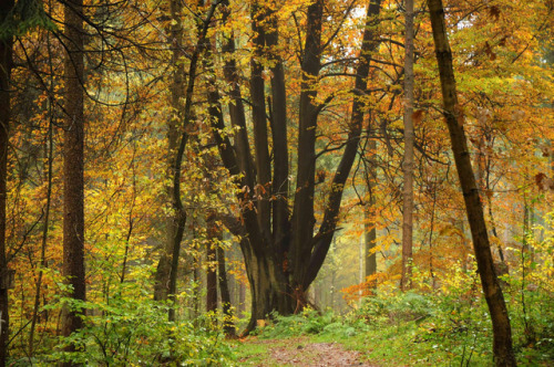 90377:  Die Buchenhand - Herbst im Baccumer Wald; Lingen by Chironius