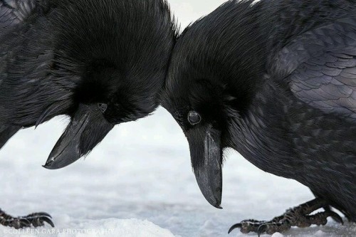 madness-and-gods:  Ravens in the snow by adult photos