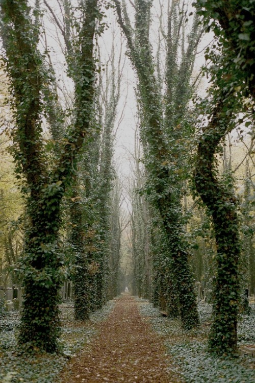 expressions-of-nature: by Martin Burian