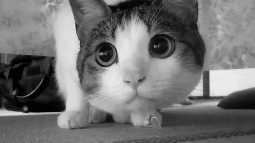#cat gif from AntikKafa