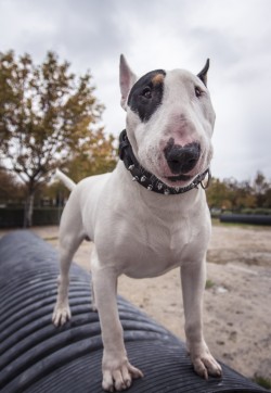 Handsomedogs:   Paco   Miguel Nieto 