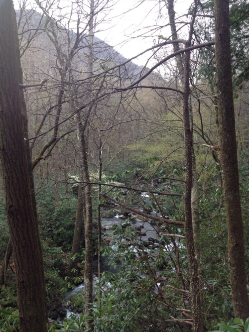 thetalkingbreads:Porter’s Creek Trail