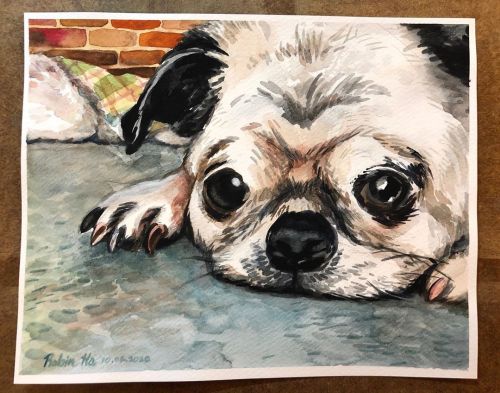 #dog #portrait #watercolor #workinprogress #progressvideo #pug #pet #drawing #cutedogs #puppyeyes ht