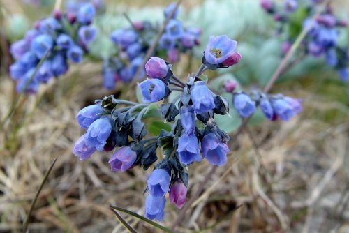 Mertensia maritima.