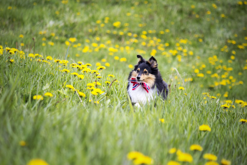 spartathesheltie:Chasing bees and eating dandelions