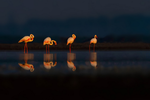 wildography:  Sunrise By: Nitin Prabhudesai  