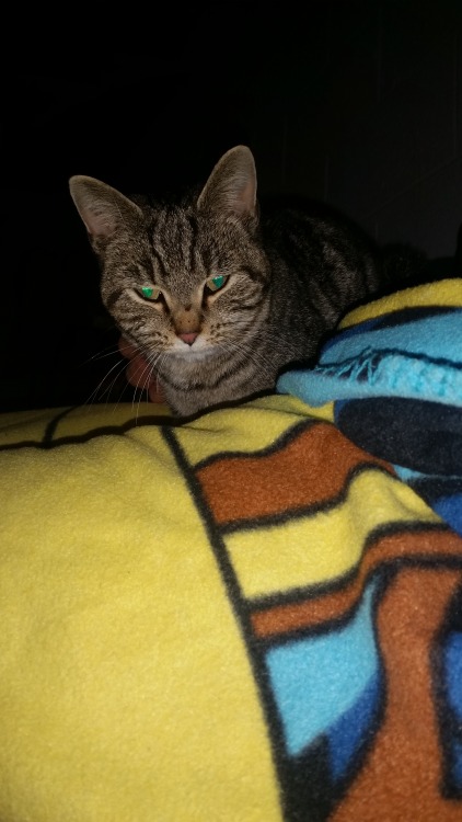 thegenewilderside:My cat, Eilonwy. She was abandoned on the side of the road, starving, with worms, 