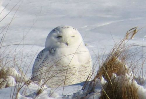 zookeeperproblems: ainawgsd: Owls Sunbathing “Bird Department, a visitor reported your bird is dead…” IT’S!!! SUNBATHING!!!!!!!! 