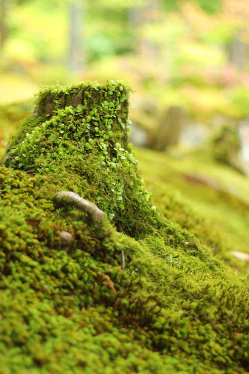 mahuuyuu:Saihoji Temple / Moss Temple / Kokedera  in kyoto.