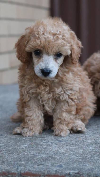  - Toy Poodle. Want more? Follow:http://dogsandpupsdaily.tumblr.com/ 