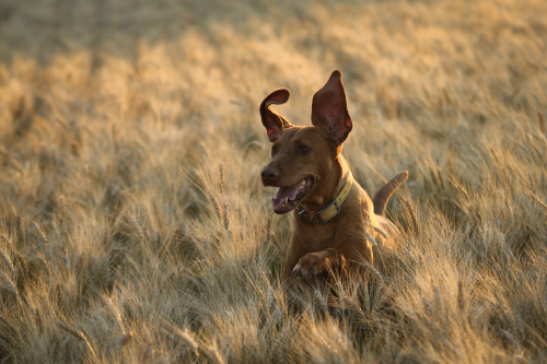 threereddogs:  Sometimes, the goofy shot is the best. Rubee in the wheat.