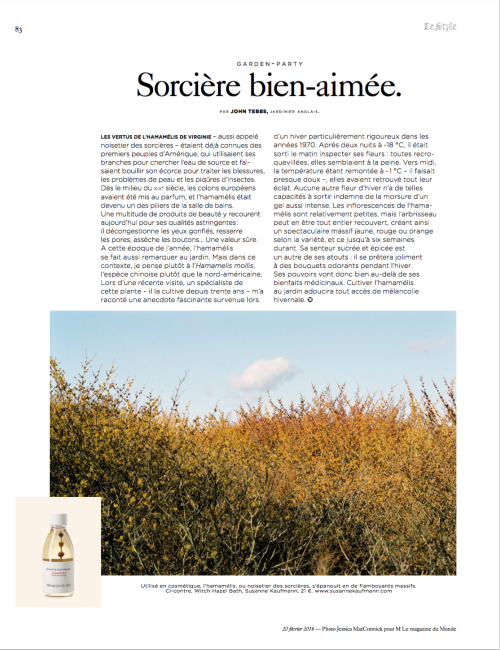 Hamamelis, or witch hazel, for Le Monde’s M Magazine. 