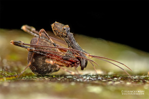 onenicebugperday:Pelican spider, Eriauchenius sp.,ArchaeidaeAlso called assassin spiders, Archaeidae