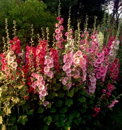 rickinmar:one of the great hollyhock displays