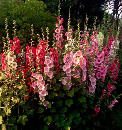 rickinmar:one of the great hollyhock displays in the country is this 125 foot border on Marblehead N