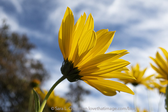 Still some sun, in the wind. https://www.lovethatimage.com/blog/2021/09/perennial-sunflowers-in-the-wind/ #Perennial sunflower#yellow flowers#windy#floral photography#reaching