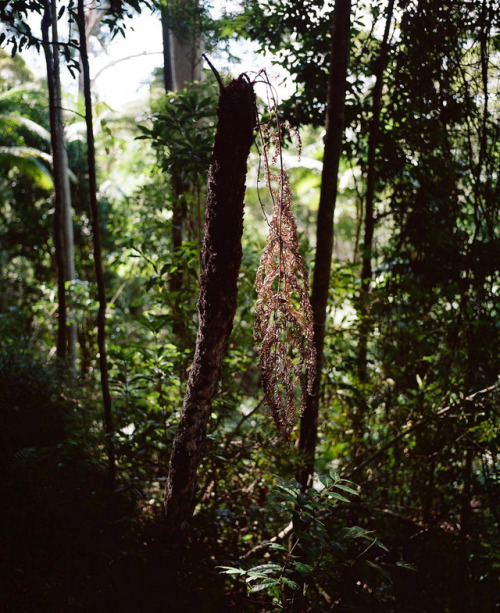 bou-vie: Nightcap National ParkWhian Whian, New South Wales, April 2017