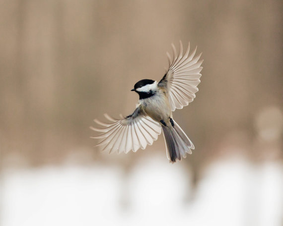 etsy:  The Art of Staying Aloft: a photo series by Gloria Wilson of Small Mysteries.