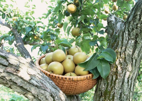 Fonte : www.wallpaperscraft.com - pear apple basket.Source : tinamotta.tumblr.com