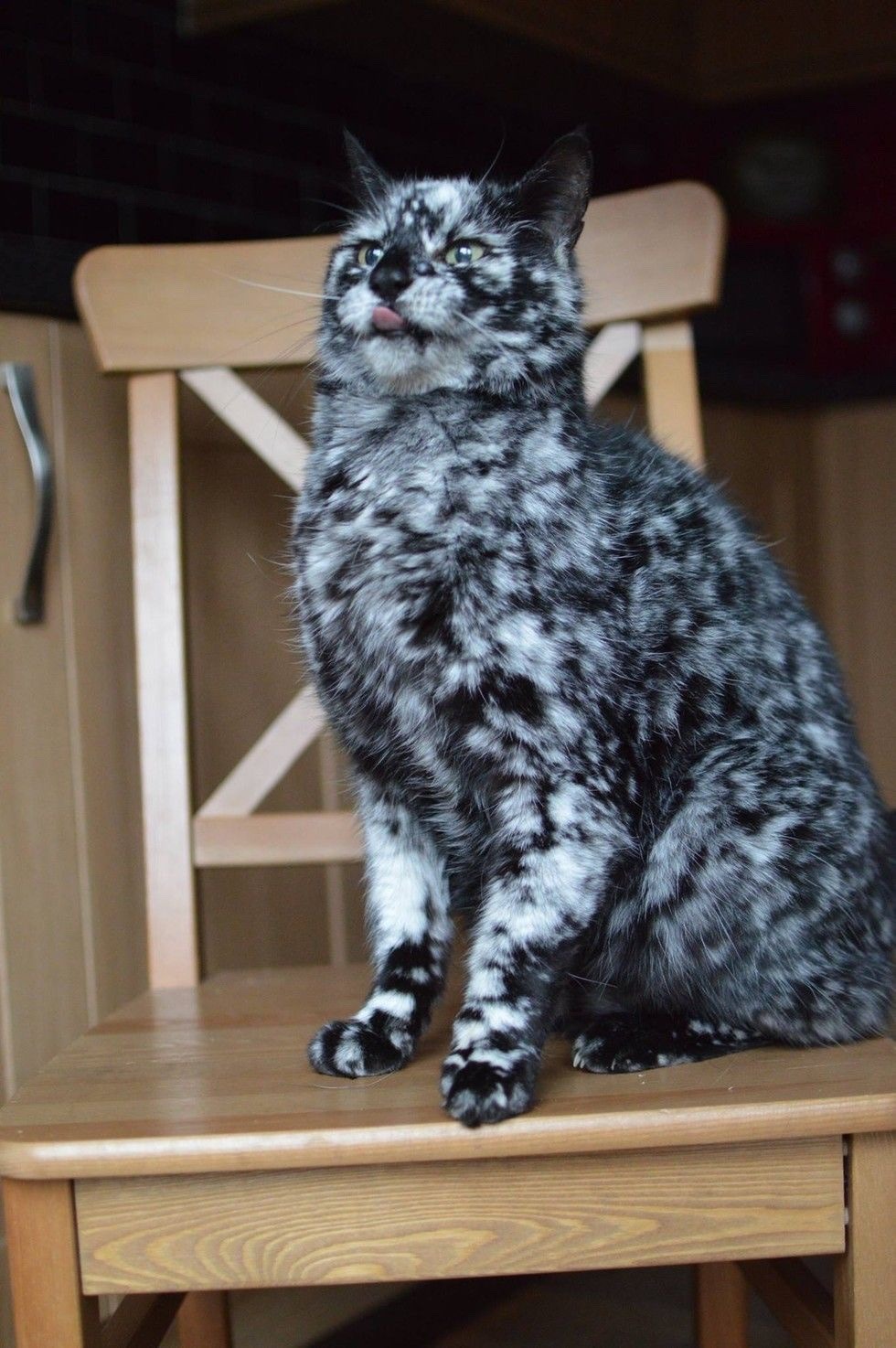 chubbycattumbling:Stunner