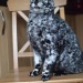 chubbycattumbling:Stunner
