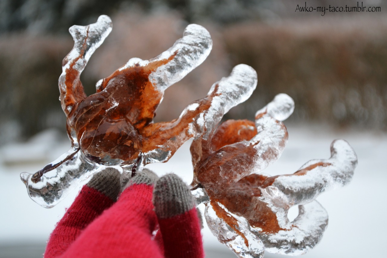 awko-my-taco:  woke up to my entire neighbourhood frozen…
