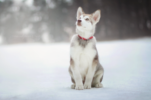 handsomedogs:   Manfred :by Martyna Ożóg   