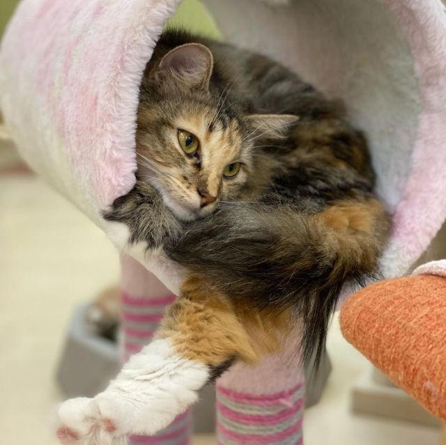 ねこかわいい Tumblr Posts Tumbral Com ねこかわいい Tumblr Posts Tumbral Com