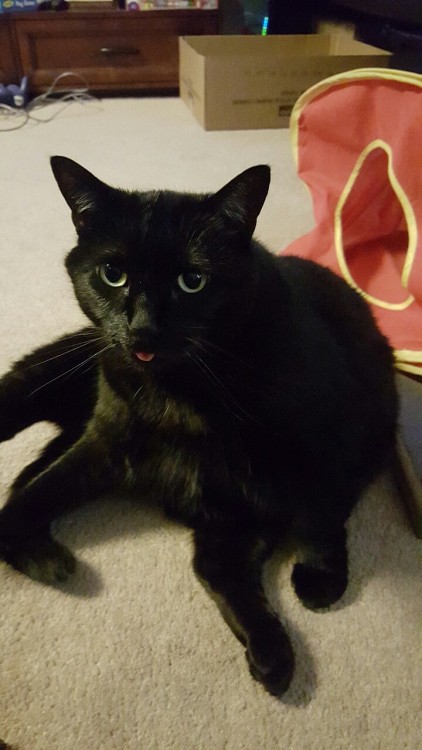 comehometomeusmc: Black cat appreciation day!! My sweet baby Subi is a big ball of love and meows. I