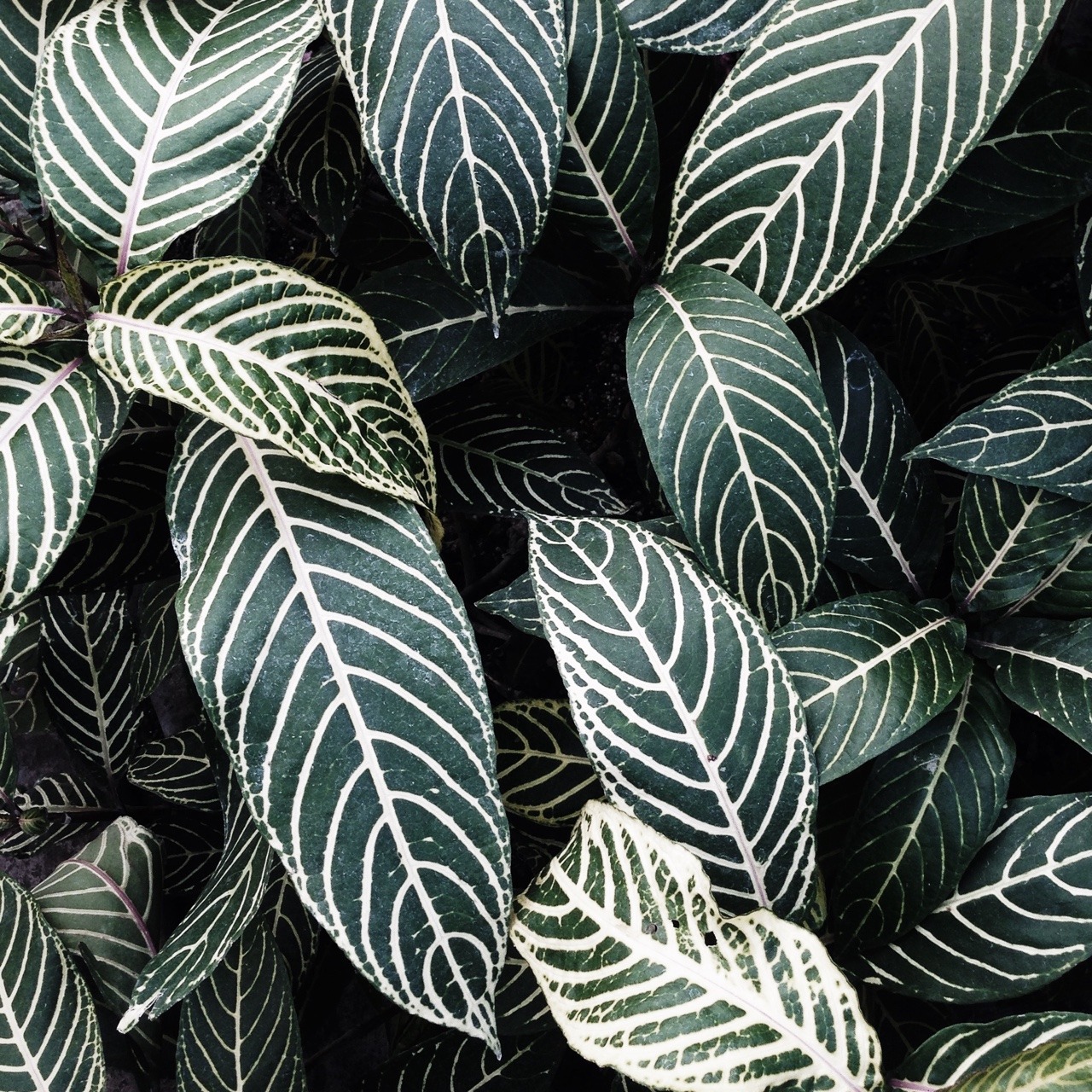 curated by laura emelie