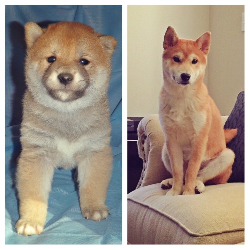 awwww-cute:  From 8 weeks to 18 weeks
