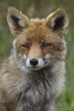 wild-diary:  Mother Fox | Martha de Jong-Lantink