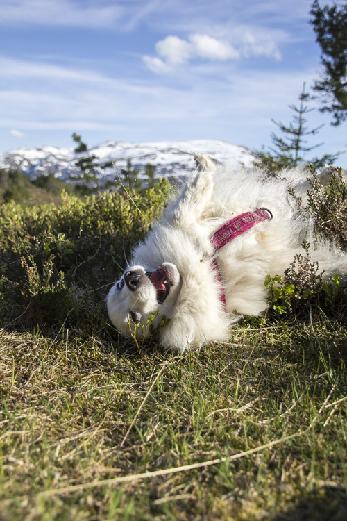 spartathesheltie:Turns out dry heather creates the best rolling environment ever