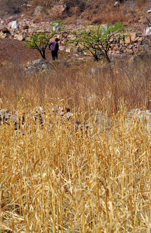 A local woman working in the fields near Nangudong Reservoir, located in the Taihang Mountains, near