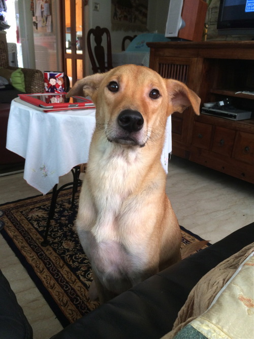 handsomedogs:This is Witty, one of the best things that has ever happened to me. 