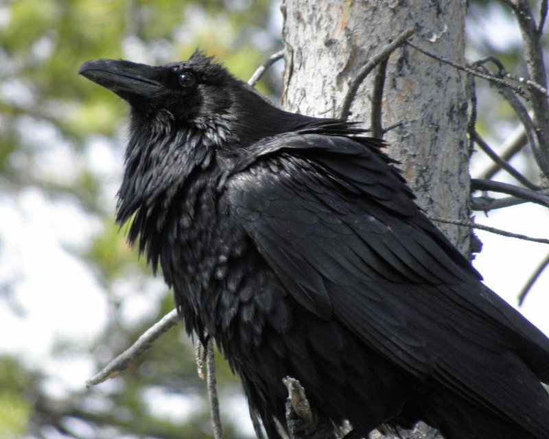 iheartcrows:  Here for the Picnic by Canislupuscorax 