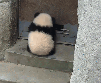 Panda Bebe Explore Tumblr Posts And Blogs Tumgir