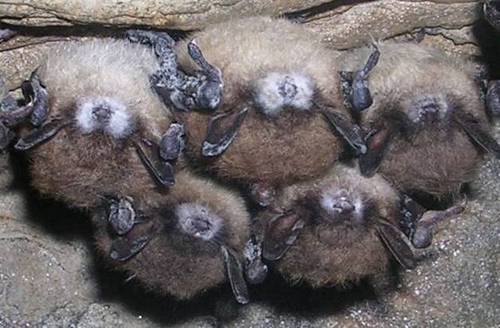 why are bats stigmatized as being creepy?